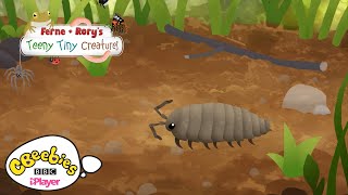 Facts about Woodlice  Ferne amp Rorys Teeny Tiny Creatures  CBeebies [upl. by Newbold]