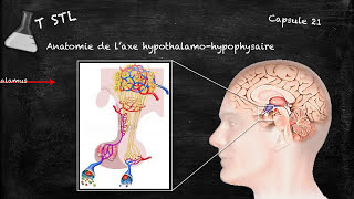 Capsule n°21  laxe hypothalamohypophysaire [upl. by Htir]