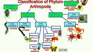 Classification of Phylum Arthropoda [upl. by Eppesuig332]