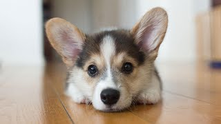 Pembroke Welsh Corgi  Description care and training [upl. by Meier]