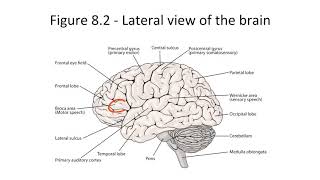 Aphasia for the USMLE Step 1 [upl. by Wenonah705]