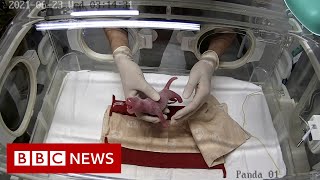 Giant panda gives birth to twins at Tokyos Ueno Zoo  BBC News [upl. by Harts]