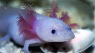 Facts The Axolotl [upl. by Alehcim]