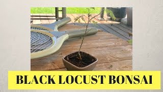 Creating A Bonsai Black Locust [upl. by Ibib852]