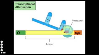 Transcriptional Attenuation [upl. by Eta]