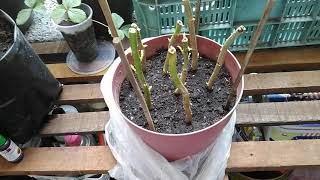 Poinsettia propagation using branch cuttings [upl. by Immaj957]