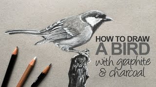 How to Draw a Realistic Bird [upl. by Aleemaj787]