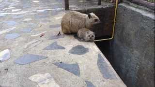 Hyrax and baby hyrax [upl. by Eriuqs183]