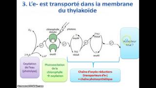 La phase photochimique de la photosynthèse [upl. by Ruthie]