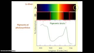 Les chloroplastes organites de la photosynthèse [upl. by Croydon]