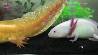 Axolotls breeding [upl. by Mctyre]