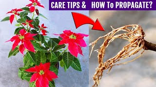 Poinsettia Plant CARE amp Propagation ALL In One Video [upl. by Rramo688]