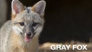 Creature Feature Gray Fox [upl. by Ydennek]