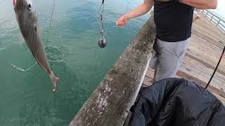 Nags Head NC Pier fishing [upl. by Marilla]