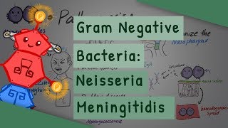 Gram Negative Bacteria Neisseria meningitidis [upl. by Kieryt]