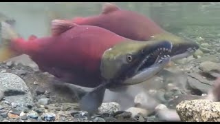 Facts The Sockeye Salmon [upl. by Idalla]