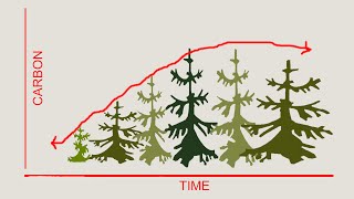 Fifteen Minutes in the Forest The S Curve of Forest Carbon [upl. by Lucia]