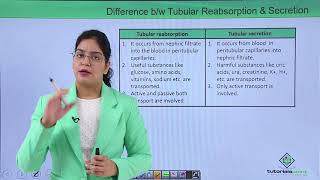 Class10th – Tubular Secretion  Excretory System  Tutorials Point [upl. by Clementi295]