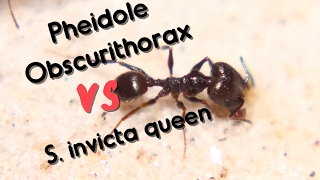 Pheidole obscurithorax VS Solenopsis invicta Queen [upl. by Saxela]