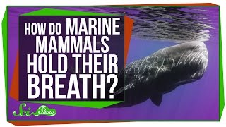 How Do Marine Mammals Hold Their Breath For So Long [upl. by Atnahsal]