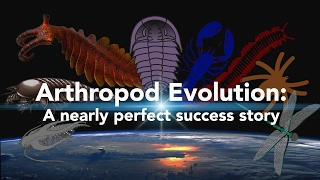 Arthropod Evolution A nearly perfect success story [upl. by Clinton883]