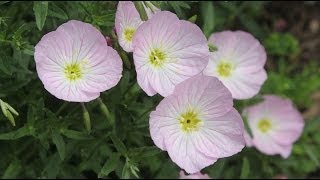 Oenothera speciosa  Rosa Nachtkerze Pink Evening Primrose [upl. by Sculley]