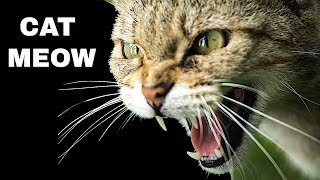 Cat Meowing Sound Effects  Meow For 10 MINUTES [upl. by Kenwee]