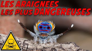 les araignées les plus dangereuses [upl. by Coy304]