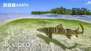 Stunning 4K Underwater Nature Footage  BBC Earth [upl. by Bluhm]