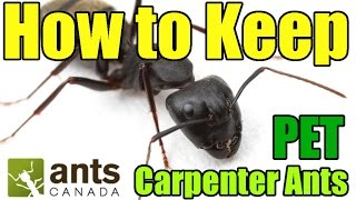 Carpenter Ants Camponotus  AntsCanada Tutorial [upl. by Atsirt]