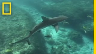 Lemon Sharks  National Geographic [upl. by Etam]