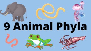 9 Main Animal Phyla [upl. by Basia]