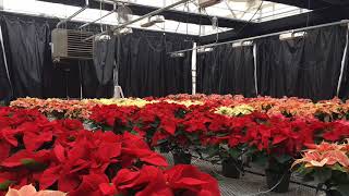 How to make poinsettias change colors [upl. by Ellerehc]