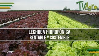 Lechuga Hidropónica Rentable y Sostenible  TvAgro por Juan Gonzalo Angel [upl. by Najtsirk]