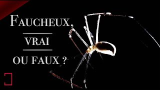 LE quotFAUCHEUXquot La fameuse araignée des plafonds   ANIMAUX MDE FOCUS [upl. by Vinaya]