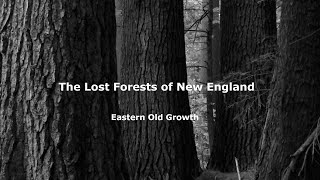 The Lost Forests of New England Eastern Old Growth [upl. by Eihtak913]