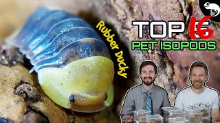 Top 5 Pet Isopods oh make that 16 [upl. by Schreib]