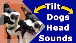 Sounds That Make Dogs Tilt Their Head GUARANTEED [upl. by Ecirted871]