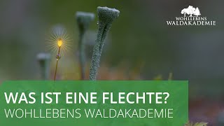 Was ist eine Flechte  Wohllebens Waldakademie [upl. by Fulbright]