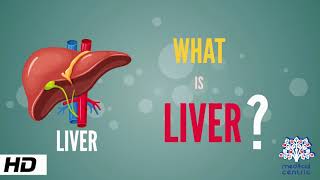 What is Liver Anatomy Parts and Function [upl. by Ahsenev961]