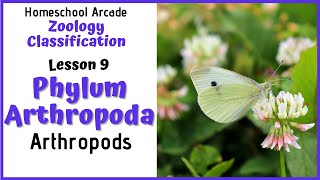 What are Arthropods  Phylum Arthropoda [upl. by Currey982]