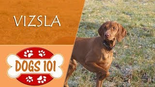 Dogs 101  VIZSLA  Top Dog Facts About the VIZSLA [upl. by Fisken]