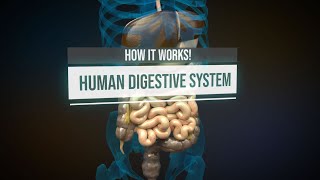 Human digestive system  How it works Animation [upl. by Dammahum]