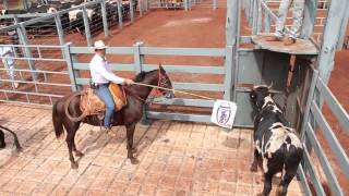 Confinamento parte 2 Boas Práticas de Manejo em Bovinos Confinados [upl. by Earaj]