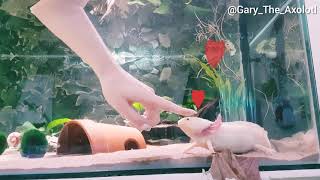 Axolotl likes being pet [upl. by Tolmann]