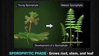 Characteristics and Reproduction in Pteridophyte [upl. by Ahsaeyt]