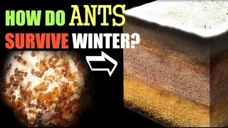 How Ants Survive the Winter [upl. by Dichy]