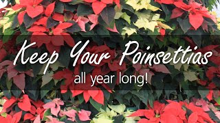 House Plant Care Poinsettias after the Holidays [upl. by Allehcim]