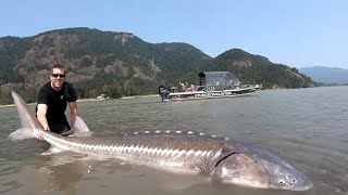 TOP 3 BIGGEST STURGEON CAUGHT ON CAMERA compilation [upl. by Newhall]