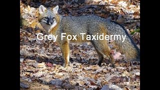 Grey Fox Taxidermy Part 1  Introduction and Skinning [upl. by Rinaldo193]